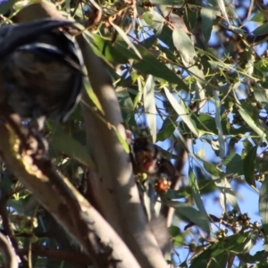 Petaurus notatus at Hughes, ACT - suppressed