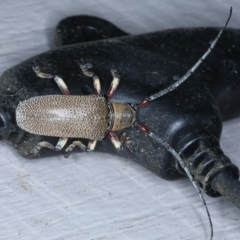 Unidentified Longhorn beetle (Cerambycidae) (TBC) at Lilli Pilli, NSW - 21 Jan 2022 by jbromilow50