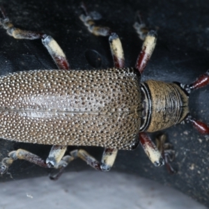 Rhytiphora albospilota at suppressed - 21 Jan 2022