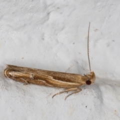 Eutorna tricasis (A Depressariid moth) at Melba, ACT - 5 Nov 2021 by kasiaaus