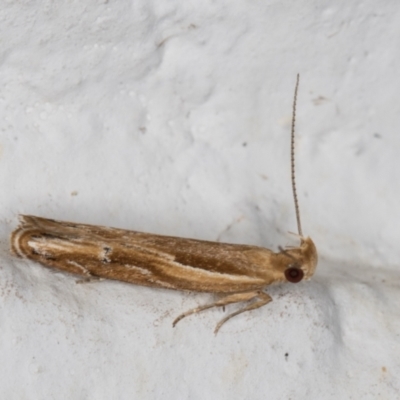 Eutorna tricasis (A Depressariid moth) at Melba, ACT - 5 Nov 2021 by kasiaaus