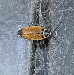 Ellipsidion australe (Austral Ellipsidion cockroach) at Googong, NSW - 22 Jan 2022 by Steve_Bok