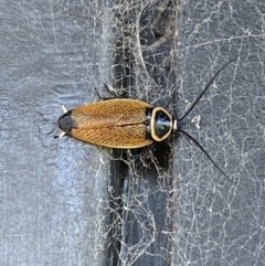 Ellipsidion australe at Googong, NSW - 22 Jan 2022