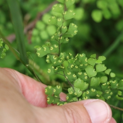 Adiantum aethiopicum (Common Maidenhair Fern) at Lochiel, NSW - 5 Jan 2022 by KylieWaldon