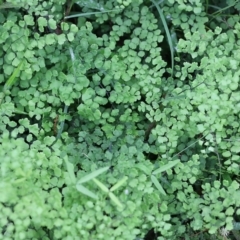 Adiantum aethiopicum at Lochiel, NSW - 5 Jan 2022