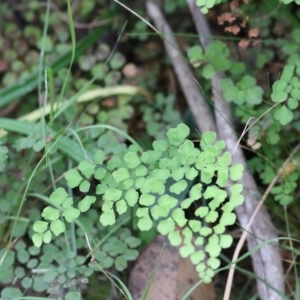 Adiantum aethiopicum at Lochiel, NSW - 5 Jan 2022