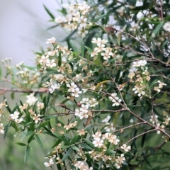 Unidentified Other Shrub (TBC) at Yurammie State Forest - 4 Jan 2022 by KylieWaldon