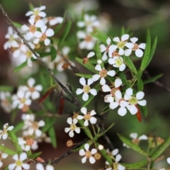 Sannantha pluriflora at Lochiel, NSW - suppressed