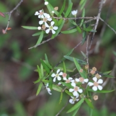 Sannantha pluriflora at Lochiel, NSW - suppressed