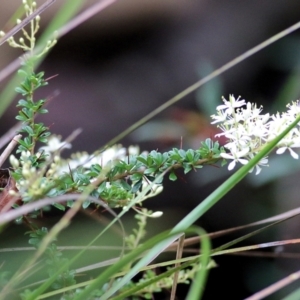 Bursaria spinosa at Lochiel, NSW - 5 Jan 2022 07:23 AM