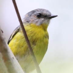 Eopsaltria australis (Eastern Yellow Robin) at Lochiel, NSW - 5 Jan 2022 by KylieWaldon