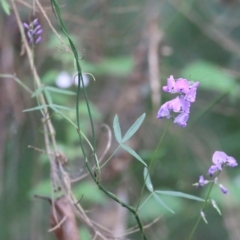 Glycine microphylla (Small-leaf Glycine) at Lochiel, NSW - 5 Jan 2022 by KylieWaldon