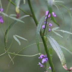 Glycine microphylla at Lochiel, NSW - 5 Jan 2022 07:40 AM