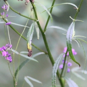 Glycine microphylla at Lochiel, NSW - 5 Jan 2022 07:40 AM