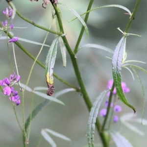 Glycine microphylla at Lochiel, NSW - 5 Jan 2022