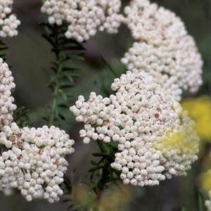 Ozothamnus diosmifolius at Lochiel, NSW - 5 Jan 2022 07:40 AM