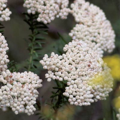 Ozothamnus diosmifolius (Rice Flower, White Dogwood, Sago Bush) at Yurammie State Forest - 4 Jan 2022 by KylieWaldon