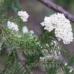 Ozothamnus diosmifolius at Lochiel, NSW - 5 Jan 2022 07:40 AM