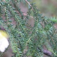 Ozothamnus diosmifolius at Lochiel, NSW - 5 Jan 2022 07:40 AM