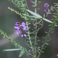 Glycine microphylla (Small-leaf Glycine) at Lochiel, NSW - 5 Jan 2022 by KylieWaldon