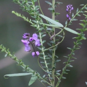 Glycine microphylla at Lochiel, NSW - 5 Jan 2022
