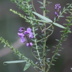 Glycine microphylla (Small-leaf glycine) at Lochiel, NSW - 4 Jan 2022 by KylieWaldon