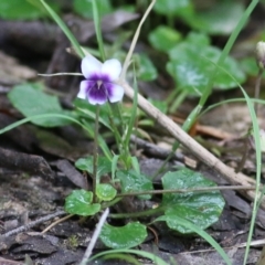 Viola hederacea (Ivy-leaved Violet) at Lochiel, NSW - 5 Jan 2022 by KylieWaldon