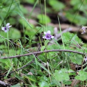 Viola hederacea at Lochiel, NSW - 5 Jan 2022 07:45 AM