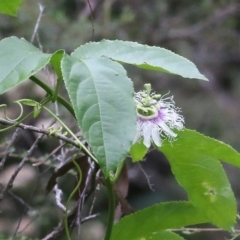 Passiflora edulis (Common Passionfruit) at Lochiel, NSW - 4 Jan 2022 by KylieWaldon