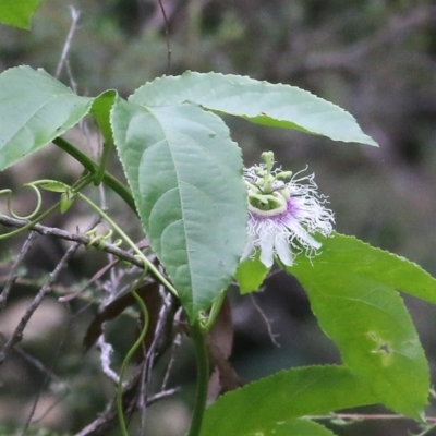 Passiflora edulis (Common Passionfruit) at Lochiel, NSW - 5 Jan 2022 by KylieWaldon