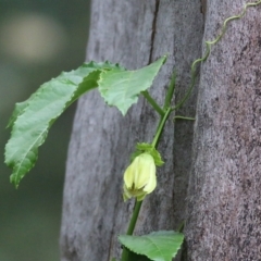 Passiflora edulis at Lochiel, NSW - 5 Jan 2022 07:59 AM