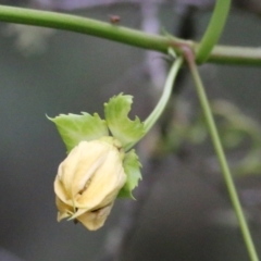 Passiflora edulis at Lochiel, NSW - 5 Jan 2022