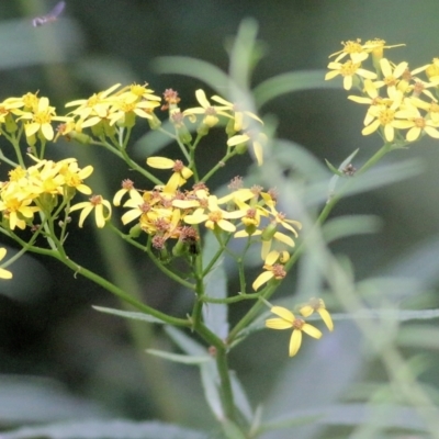 Senecio sp. (A Fireweed) at Yurammie State Forest - 5 Jan 2022 by KylieWaldon