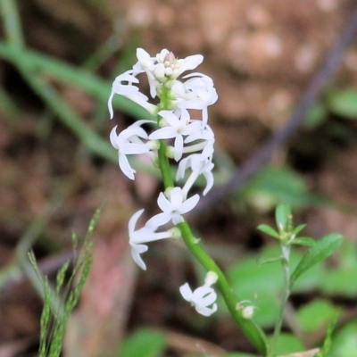 Stackhousia monogyna (Creamy Candles) at Lochiel, NSW - 5 Jan 2022 by KylieWaldon