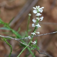 Stackhousia monogyna at Lochiel, NSW - 5 Jan 2022