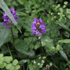 Prunella vulgaris (Self-heal, Heal All) at Lochiel, NSW - 5 Jan 2022 by KylieWaldon