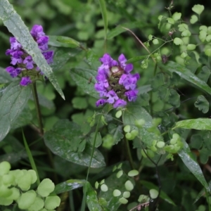 Prunella vulgaris at Lochiel, NSW - 5 Jan 2022 08:24 AM