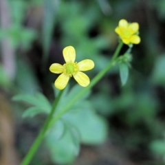 Ranunculus sp. (Buttercup) at Lochiel, NSW - 4 Jan 2022 by KylieWaldon