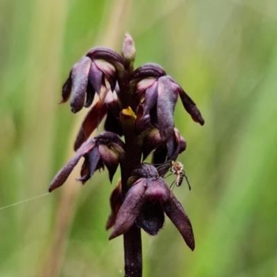 Corunastylis woollsii (Dark Midge Orchid) at Morton National Park - 19 Jan 2022 by RobG1