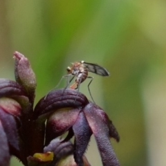 Corunastylis woollsii at Tianjara, NSW - suppressed