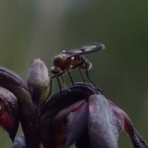 Corunastylis woollsii at Tianjara, NSW - suppressed