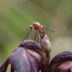 Corunastylis woollsii at Tianjara, NSW - suppressed