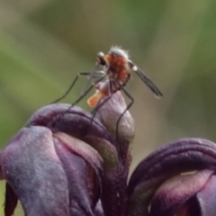 Corunastylis woollsii at Tianjara, NSW - suppressed