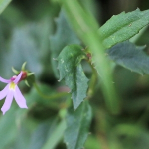 Lobelia purpurascens at Lochiel, NSW - 5 Jan 2022