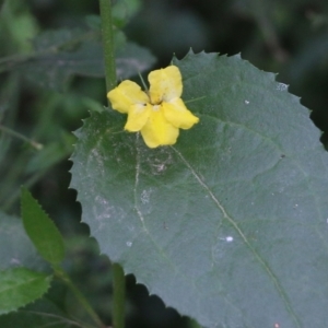 Goodenia ovata at Lochiel, NSW - 5 Jan 2022 08:56 AM