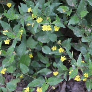 Goodenia ovata at Lochiel, NSW - 5 Jan 2022 08:56 AM