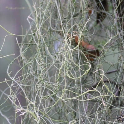 Cassytha sp. (Dodder) at Lochiel, NSW - 4 Jan 2022 by KylieWaldon