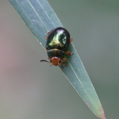 Calomela ruficeps (Red-headed Acacia beetle) at Lochiel, NSW - 4 Jan 2022 by KylieWaldon