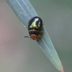 Unidentified Leaf beetle (Chrysomelidae) (TBC) at Lochiel, NSW - 4 Jan 2022 by KylieWaldon