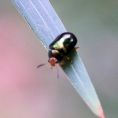 Calomela ruficeps at Lochiel, NSW - 5 Jan 2022 08:25 AM